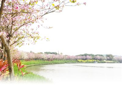 保護(hù)和修復(fù)，讓海珠濕地成為廣州市中心的生態(tài)樂(lè)園